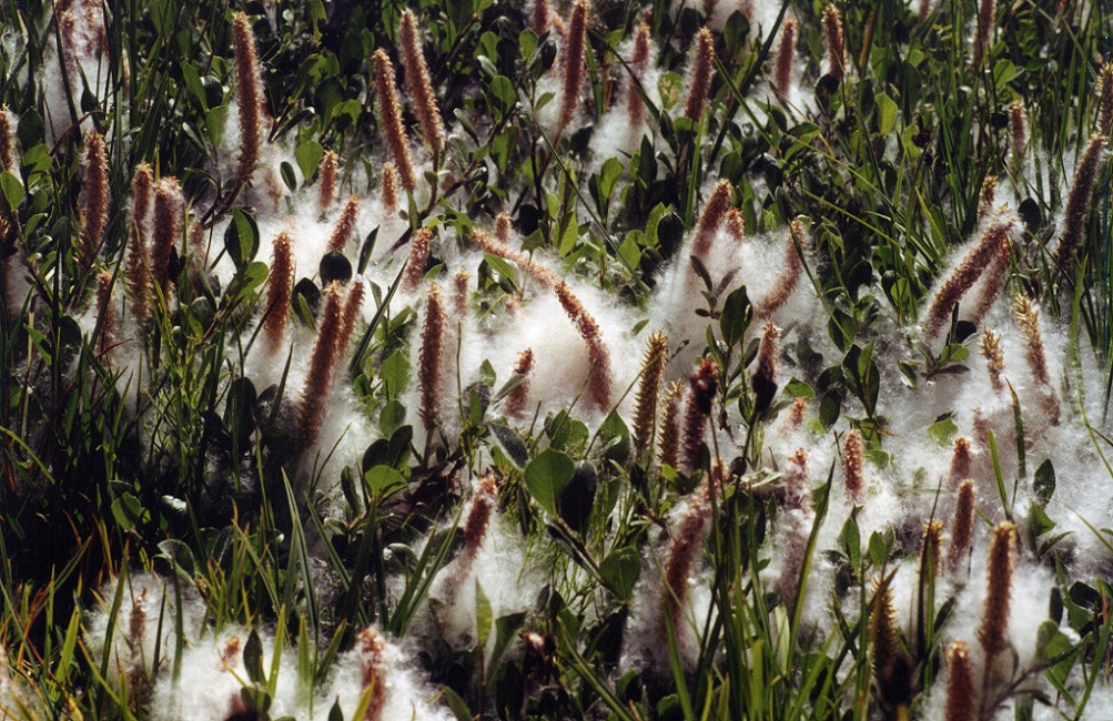 Image of genus Salix specimen.
