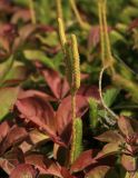 Lycopodium clavatum