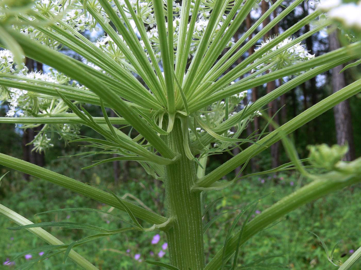 Изображение особи Pleurospermum uralense.