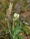 Astragalus inopinatus