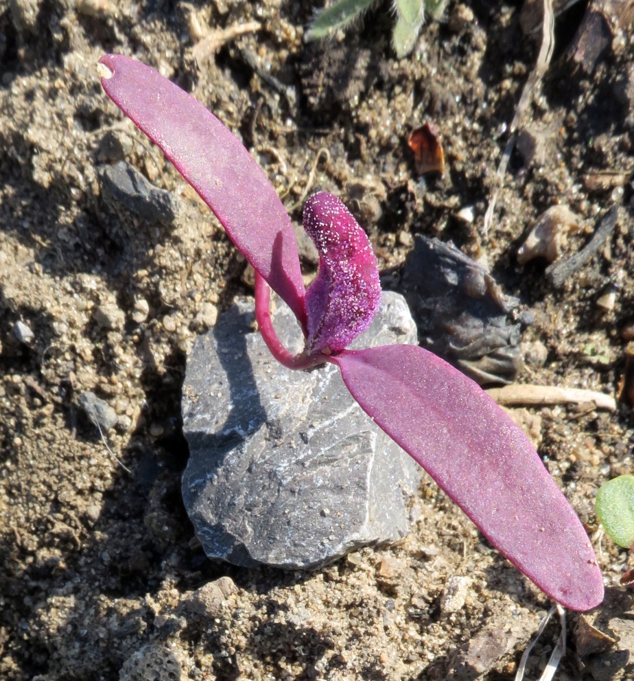 Image of Atriplex hortensis specimen.