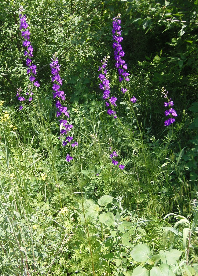 Image of Delphinium ajacis specimen.