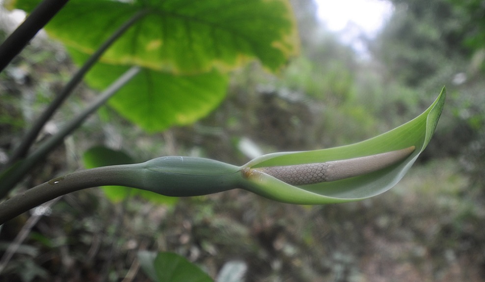 Image of Alocasia acuminata specimen.