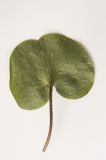 Asarum europaeum