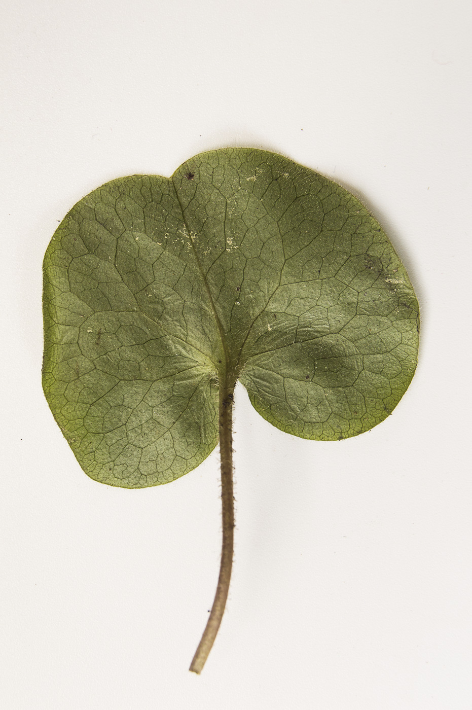 Image of Asarum europaeum specimen.