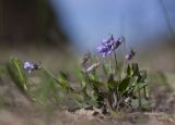 Viola rupestris