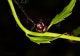 Cardamine bulbifera