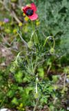 Papaver hybridum. Верхушка растения с цветком и бутонами. Крым, Арабатская стрелка, окр. с. Соляное, на берегу южного плеса зал. Восточный Сиваш, в степи. 30.05.2017.