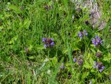 Prunella vulgaris