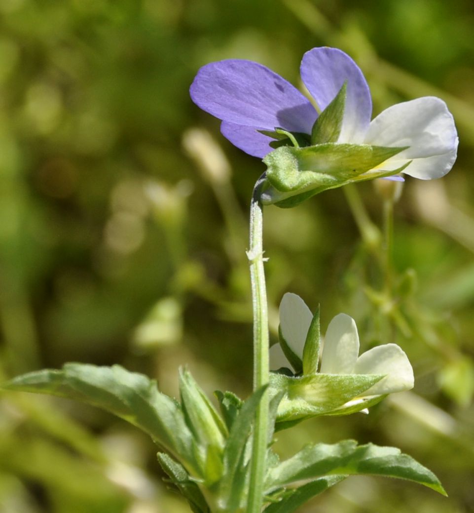 Image of Viola hymettia specimen.