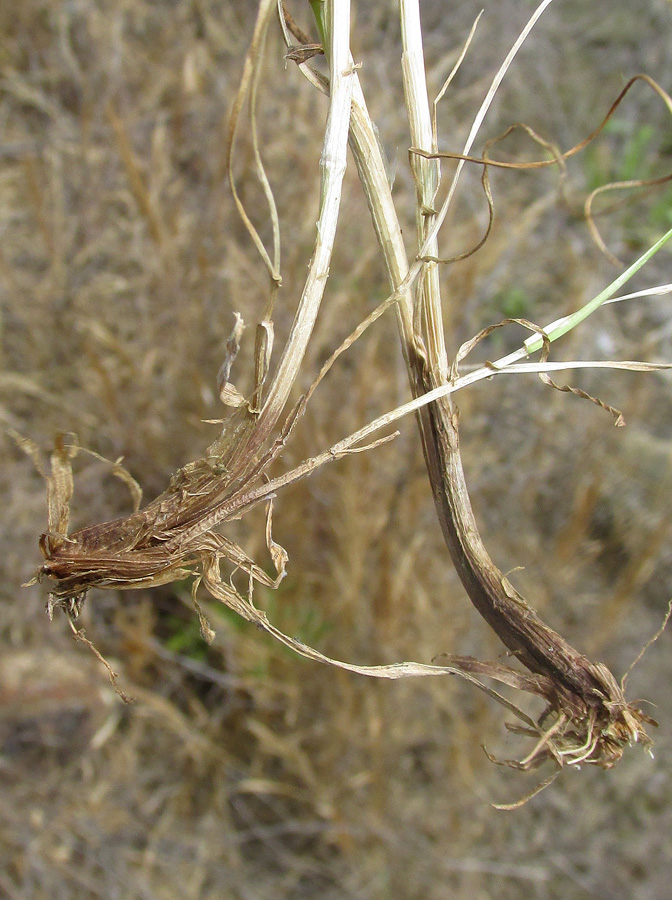 Image of Lolium perenne specimen.