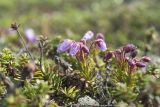 Phyllodoce caerulea. Побеги расцветающего растения. Окр. Мурманска, вершина сопки, кустарничковая тундра. 02.07.2017.