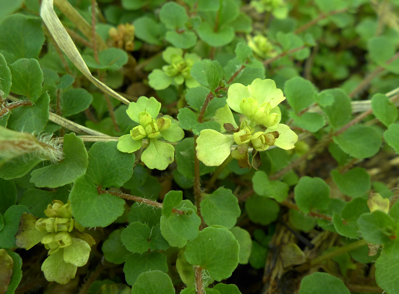 Изображение особи Chrysosplenium woroschilovii.