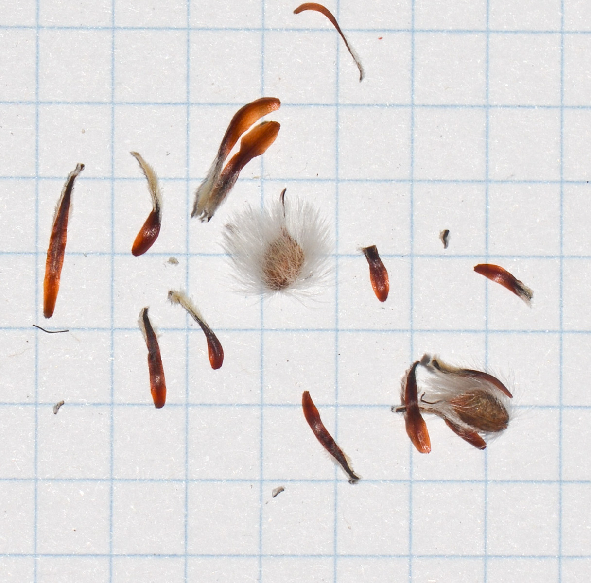 Image of Leucadendron galpinii specimen.