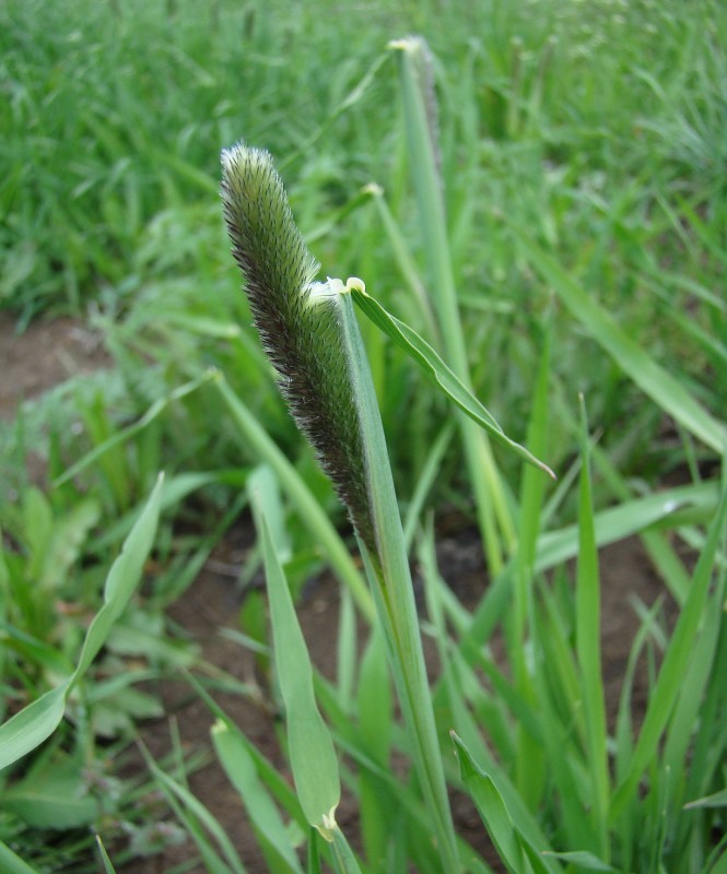 Image of Alopecurus arundinaceus specimen.