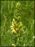 Pedicularis kaufmannii. Соцветие. Республика Татарстан, Высокогорский район, 05.06.2005.