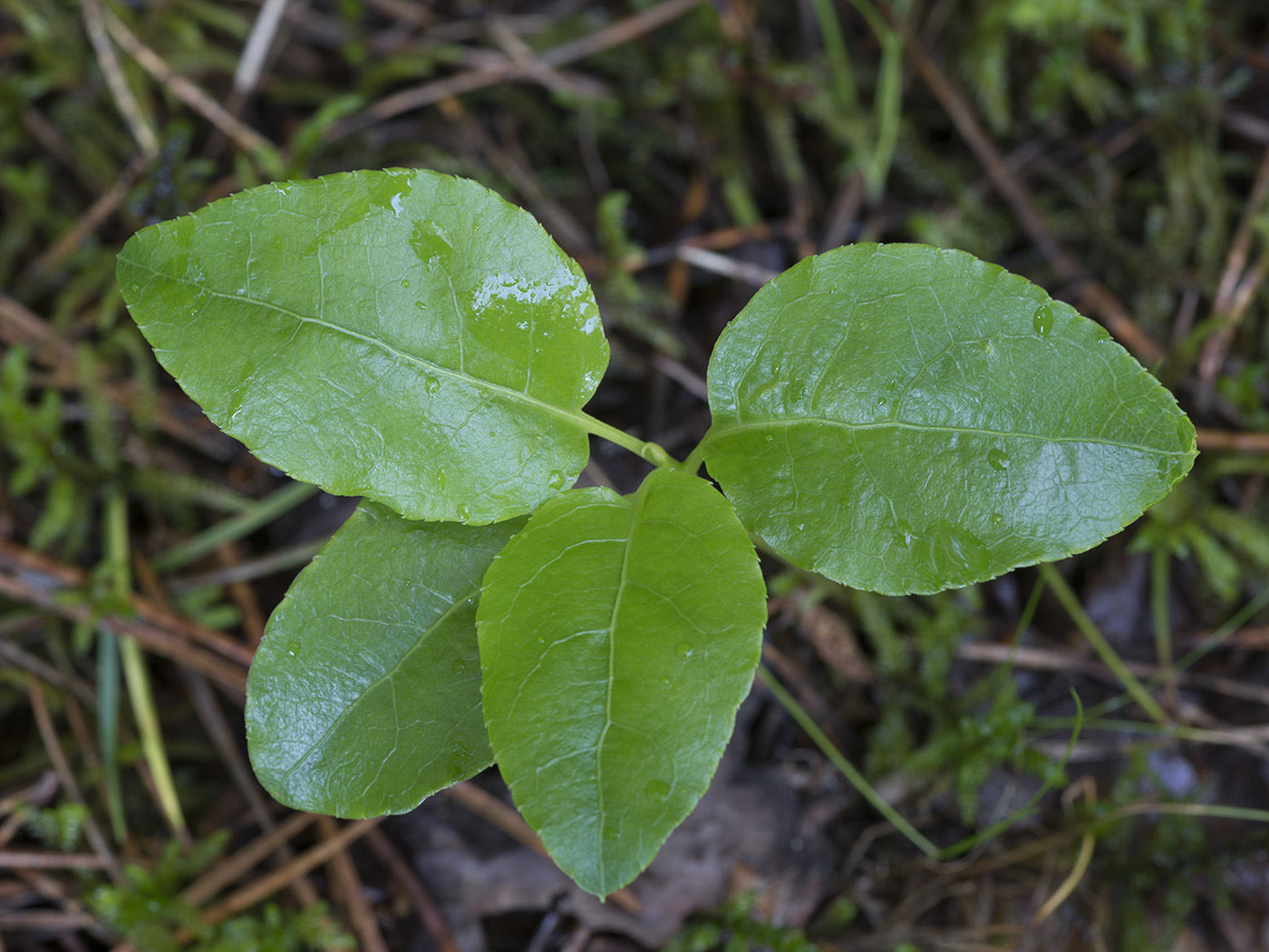 Изображение особи Orthilia secunda.