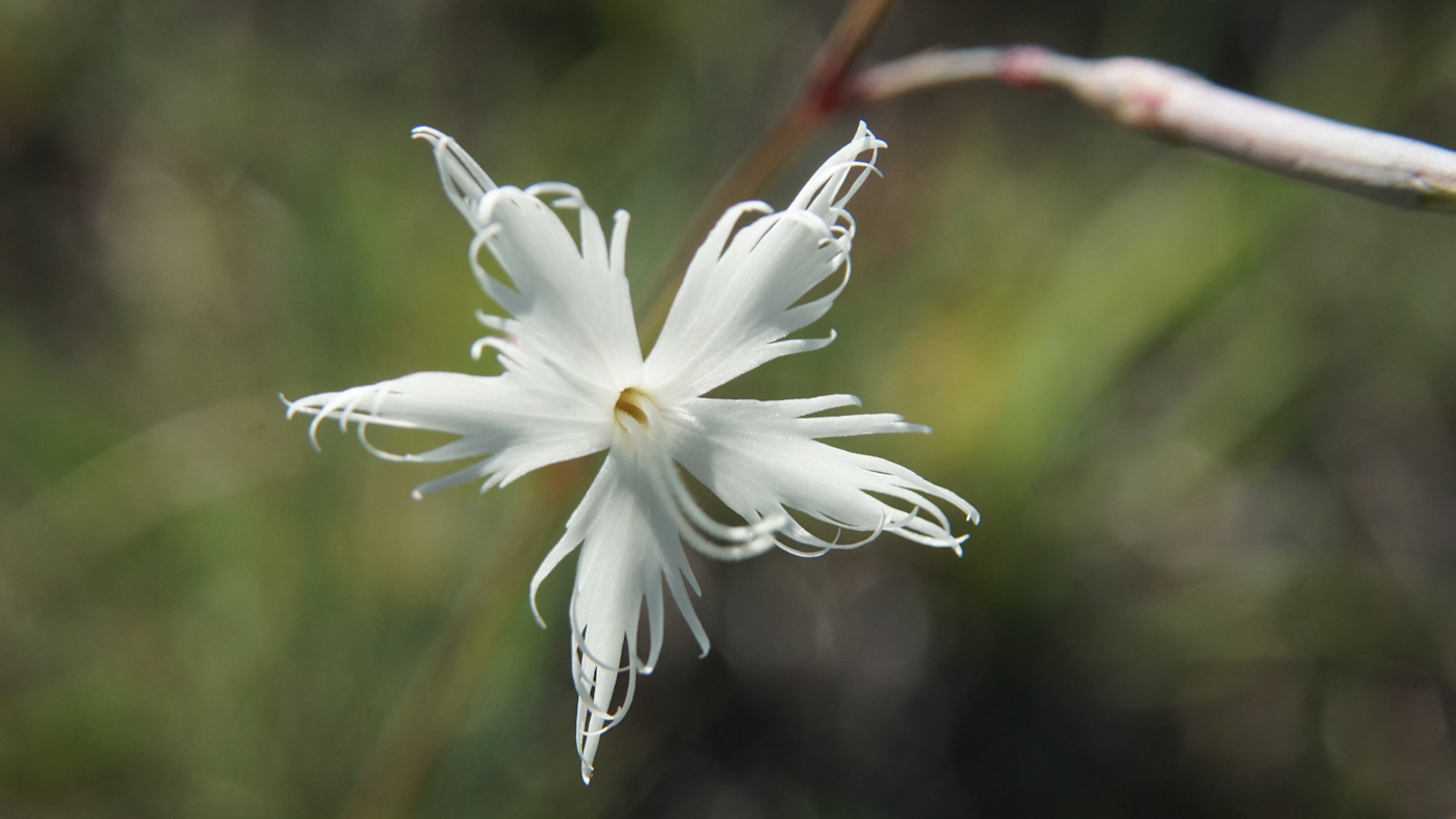 Изображение особи Dianthus acicularis.