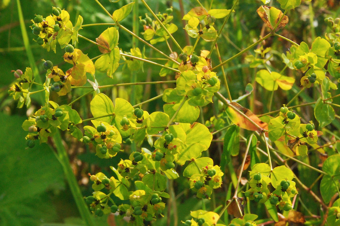 Изображение особи Euphorbia virgata.