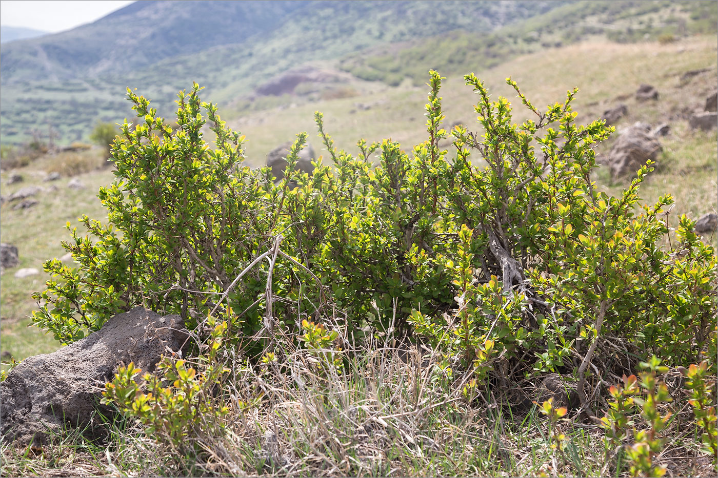 Image of Berberis vulgaris specimen.