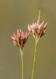 Rhynchospora alba. Верхушки побегов с соплодиями. Нижегородская обл., Володарский р-н, окр. озера Светлое-3, отдельная карстовая воронка диаметром около 40 м., верховое сосново-пушицево-кустарничково-сфагновое болото. 02.09.2017.