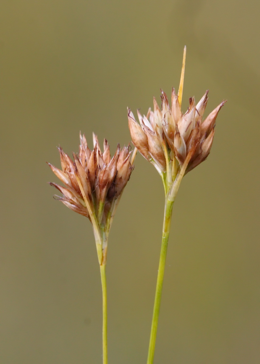 Image of Rhynchospora alba specimen.