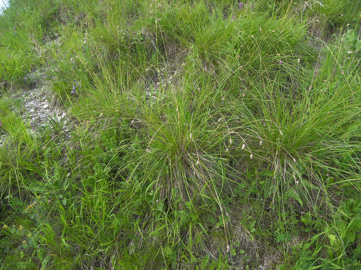 Изображение особи Sesleria heufleriana.