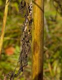 Pleurospermum uralense