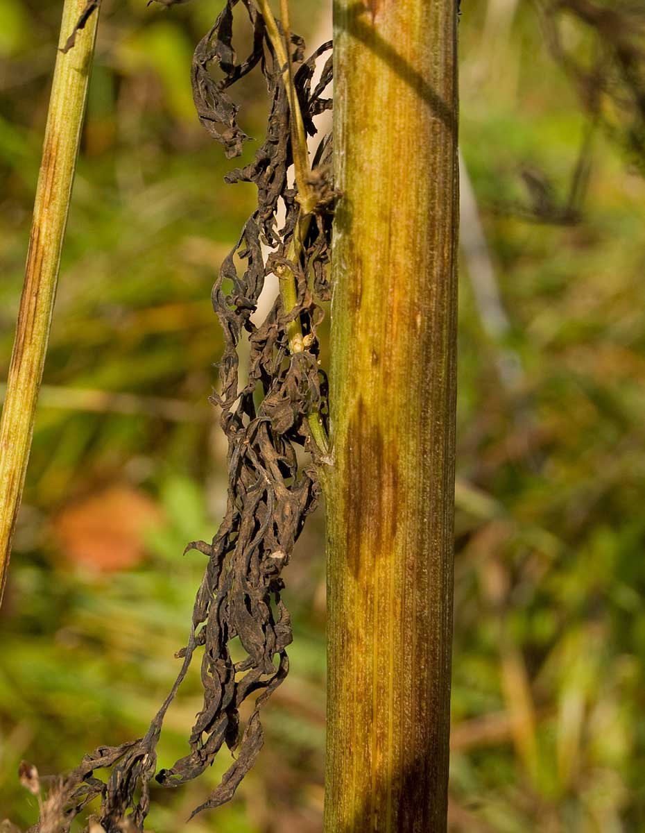 Image of Pleurospermum uralense specimen.