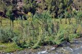 Myricaria bracteata. Плодоносящие растения. Таджикистан, Фанские горы, долина р. Чапдара, ≈ 2500 м н.у.м., берег реки. 03.08.2017.