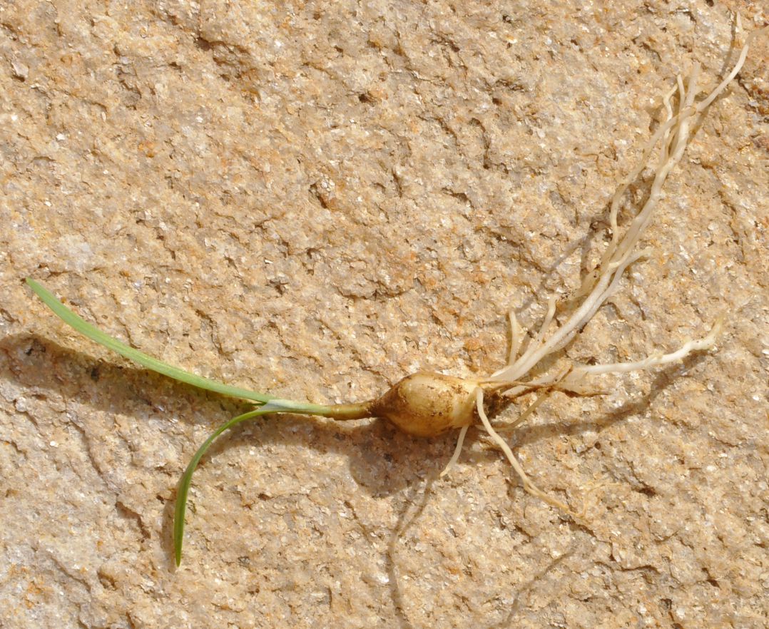 Image of Ipheion uniflorum specimen.