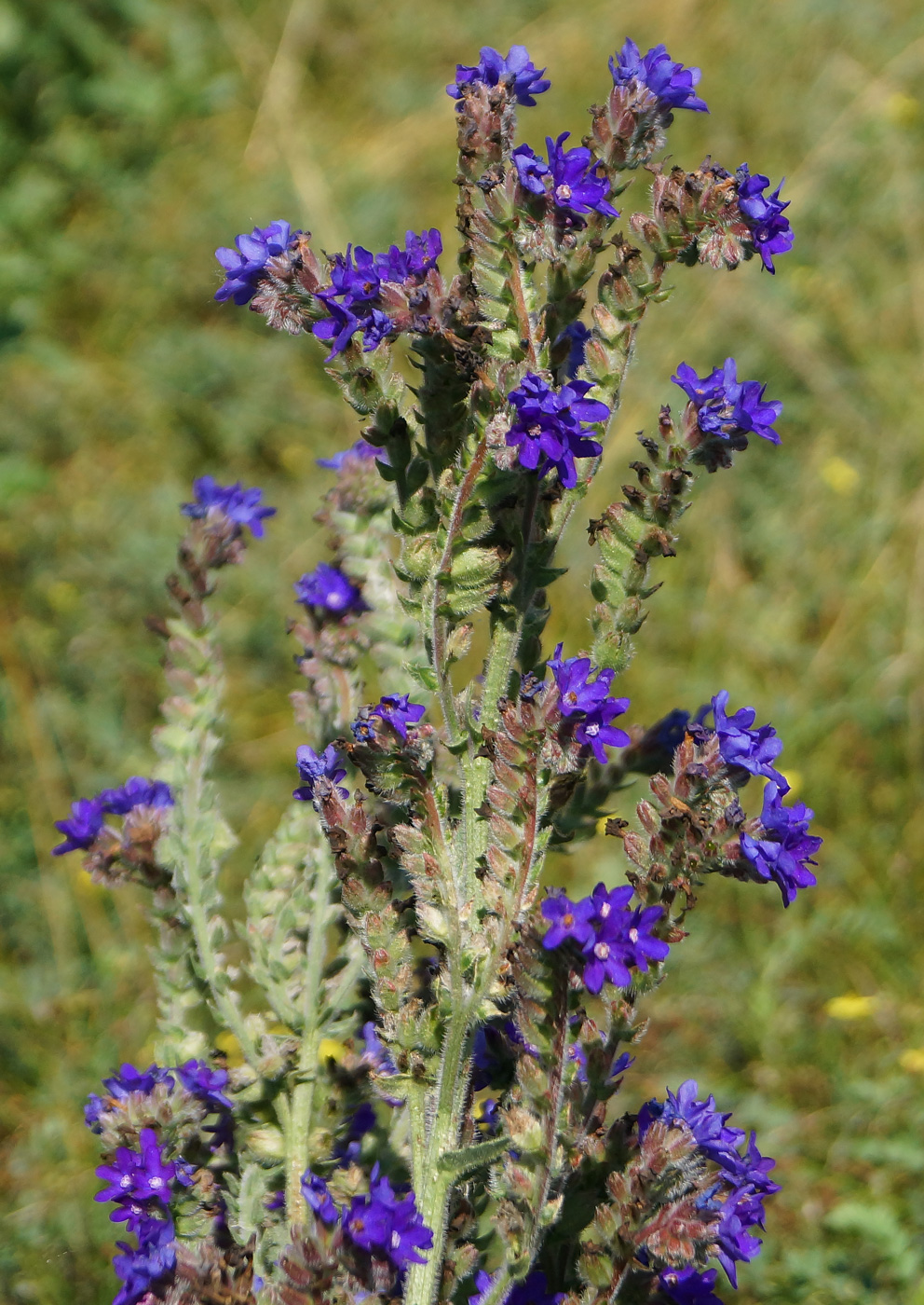 Изображение особи Anchusa officinalis.