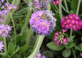 Primula denticulata