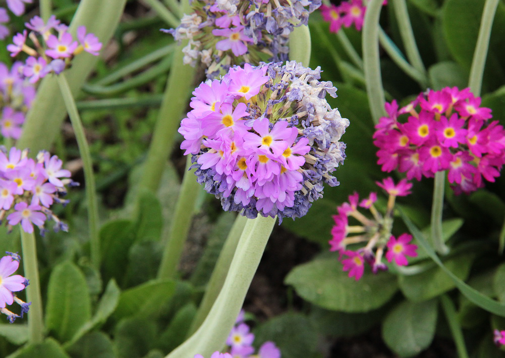 Image of Primula denticulata specimen.