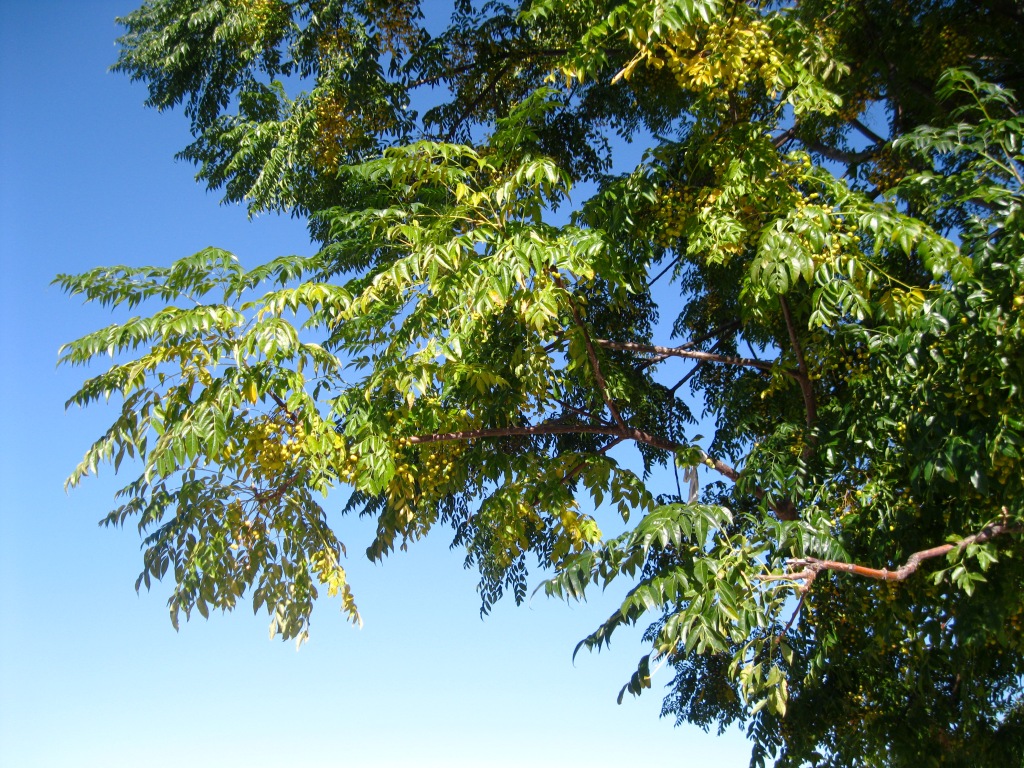 Image of Melia azedarach specimen.