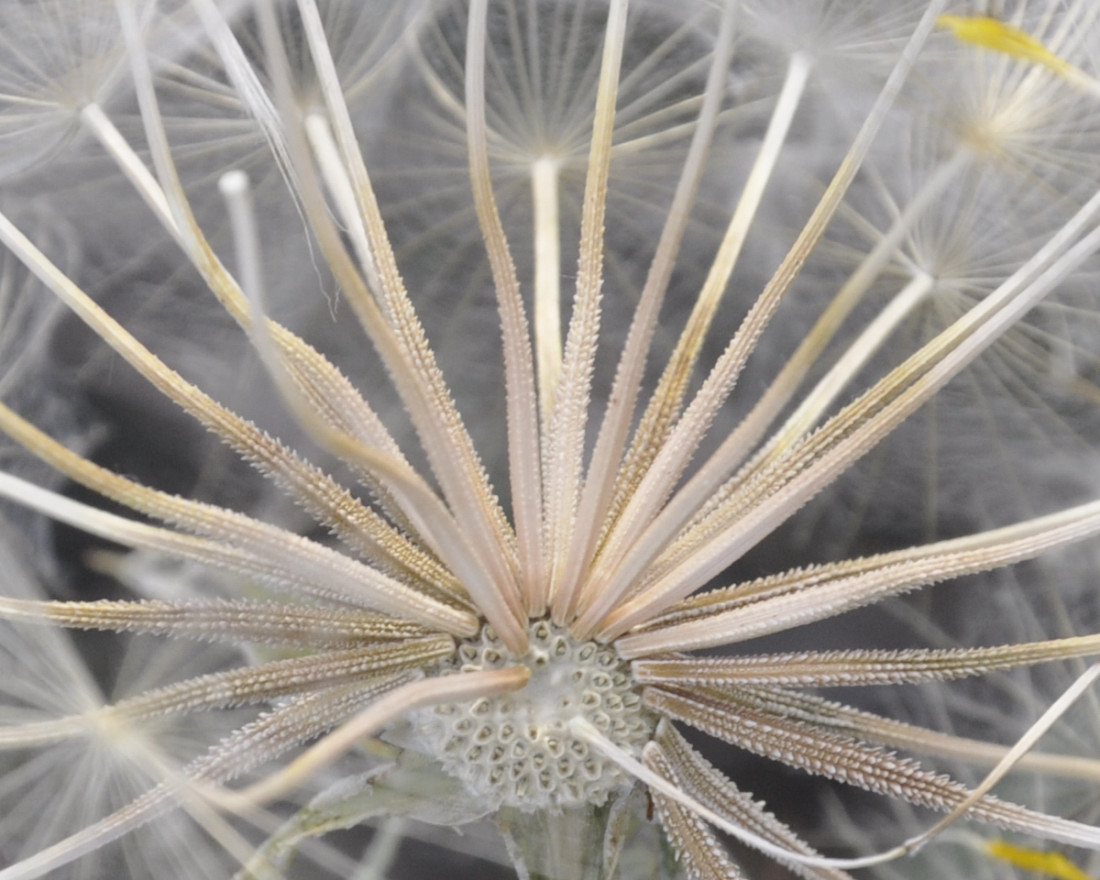 Изображение особи Tragopogon tommasinii.