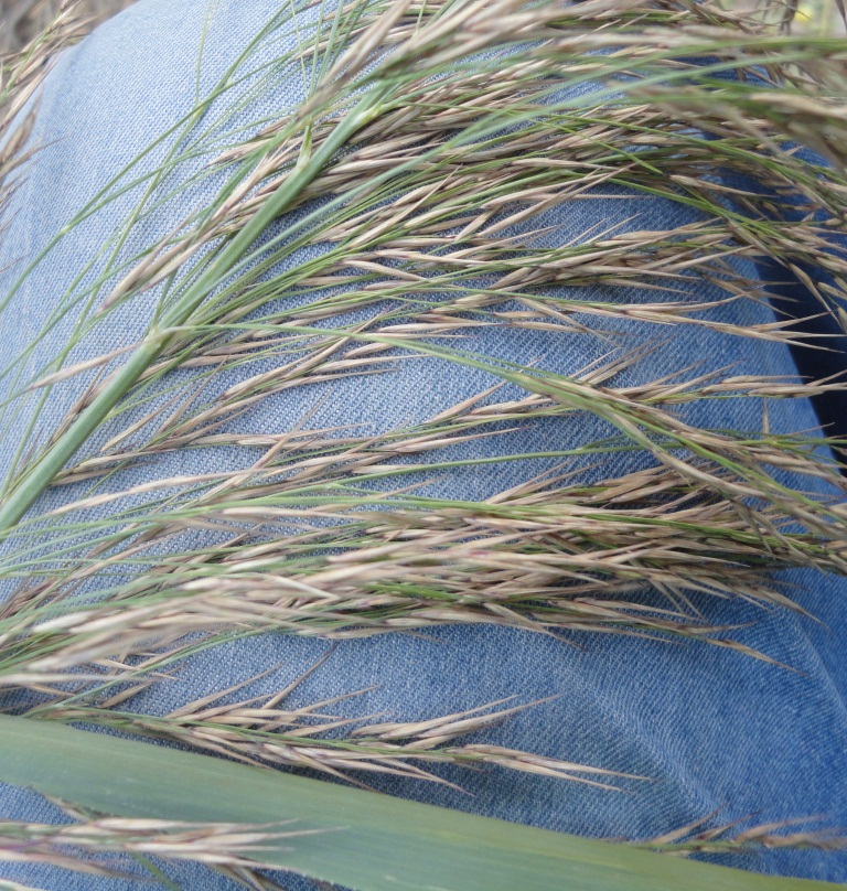 Image of Phragmites australis specimen.