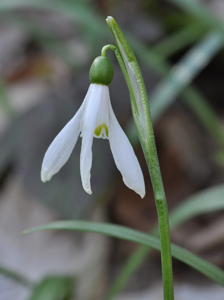 Изображение особи Galanthus caspius.