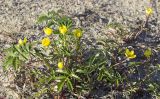 Potentilla anserina подвид groenlandica. Цветущее растение. Сахалинская обл., Охинский р-н, залив Вторая бухта (озеро Хангуза), песчаный береговой вал. 17.07.2017.