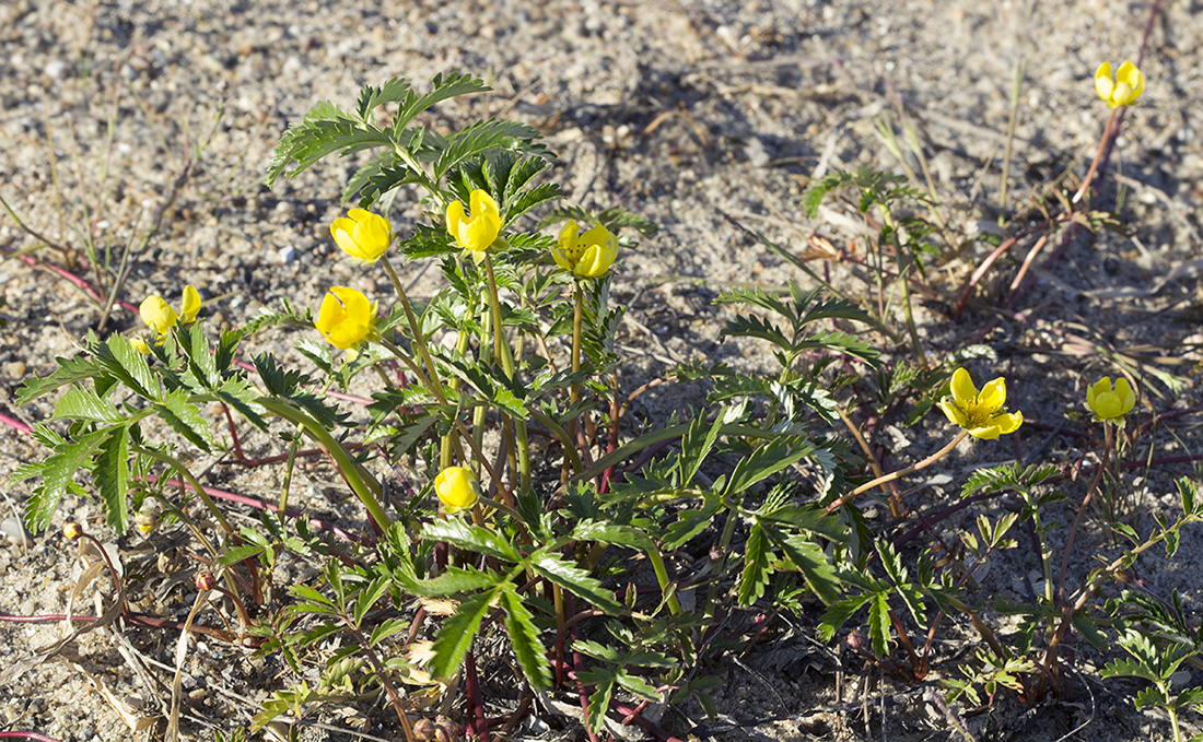 Image of Potentilla anserina ssp. groenlandica specimen.