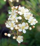 Sorbaria grandiflora. Соцветие. Якутия, Нерюнгринский р-н, около перевала Тит, в полосе под ЛЭП. 12.07.2016.