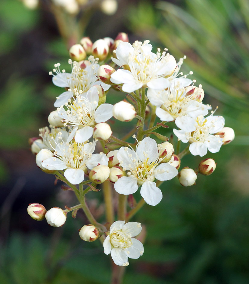 Image of Sorbaria grandiflora specimen.