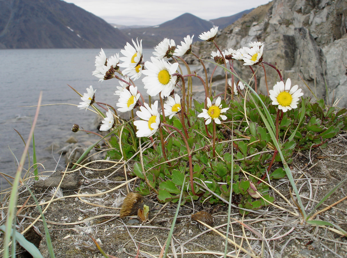 Image of Arctanthemum hultenii specimen.