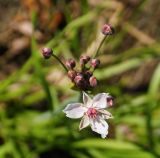 Butomus umbellatus