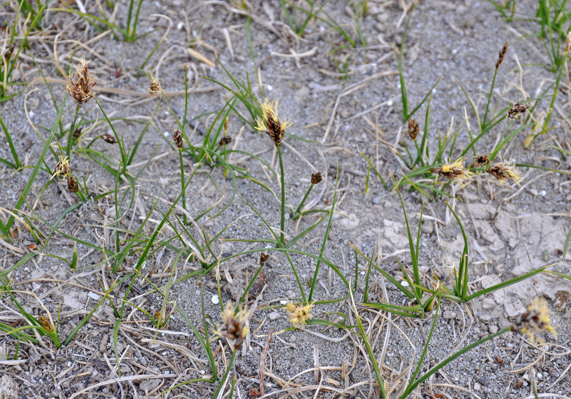 Изображение особи Carex duriuscula.