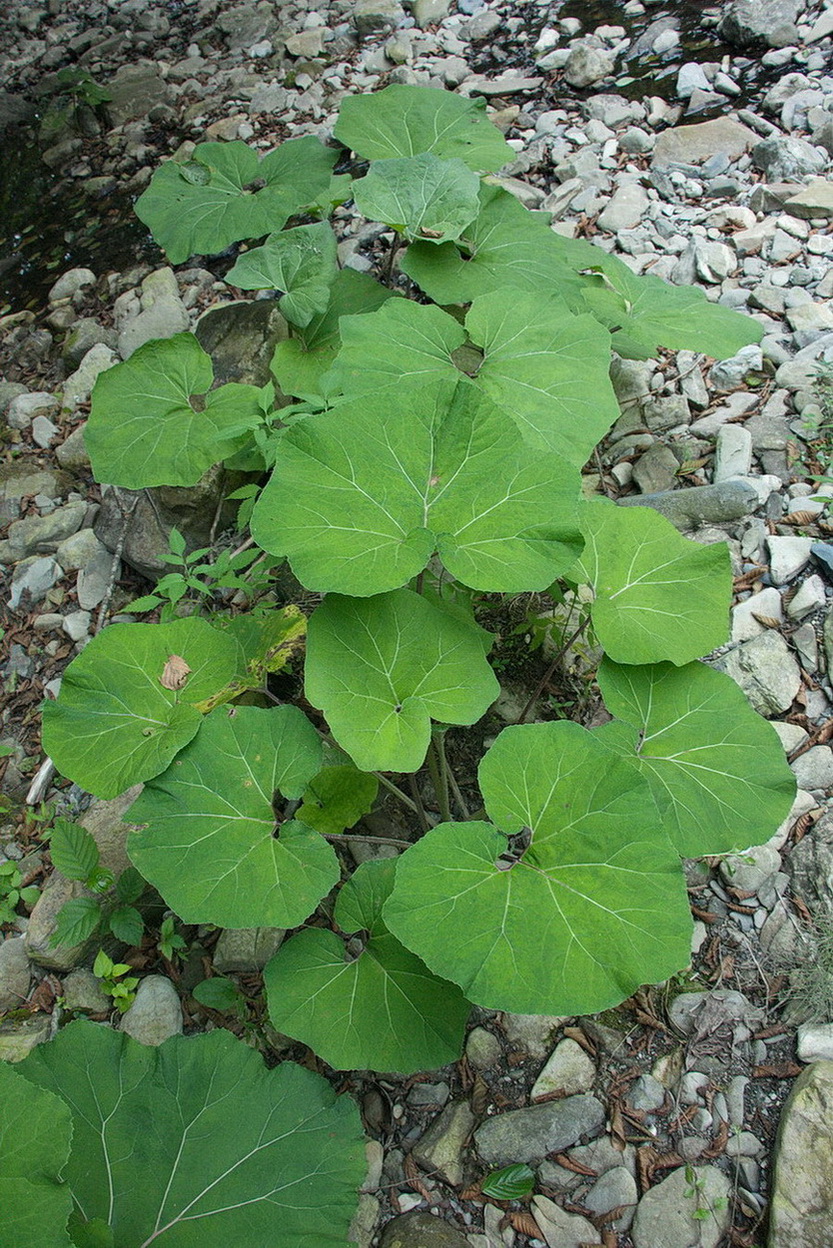 Image of Petasites hybridus specimen.