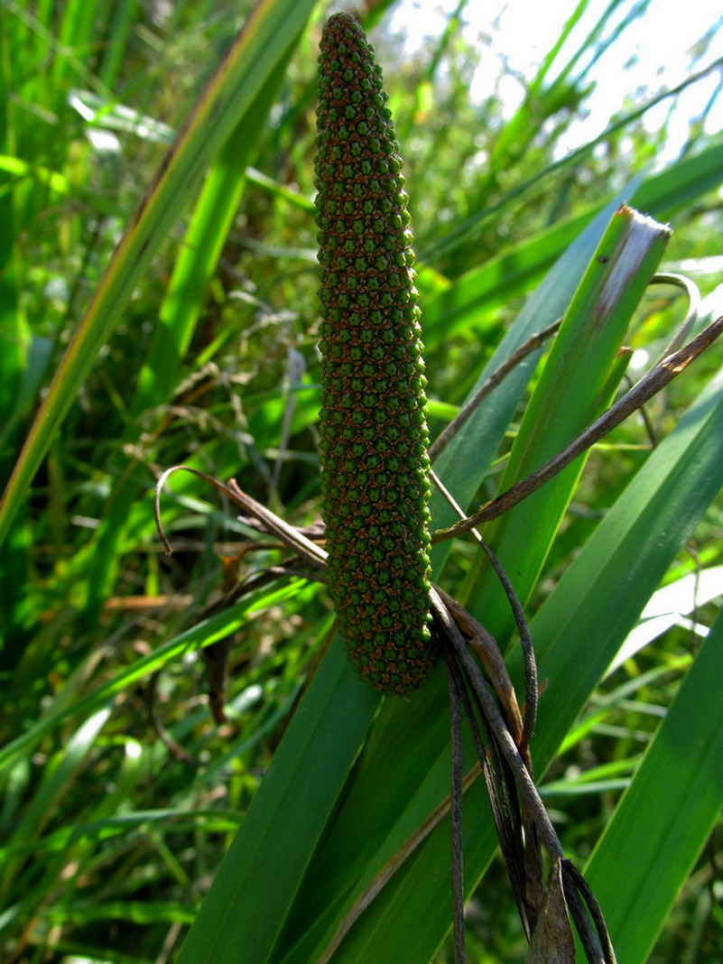 Image of Acorus calamus specimen.