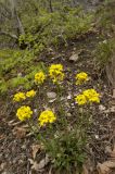 Erysimum cuspidatum. Цветущее растение. Крым, Бахчисарайский р-н, вход в Большой каньон, лес. 08.05.2009.