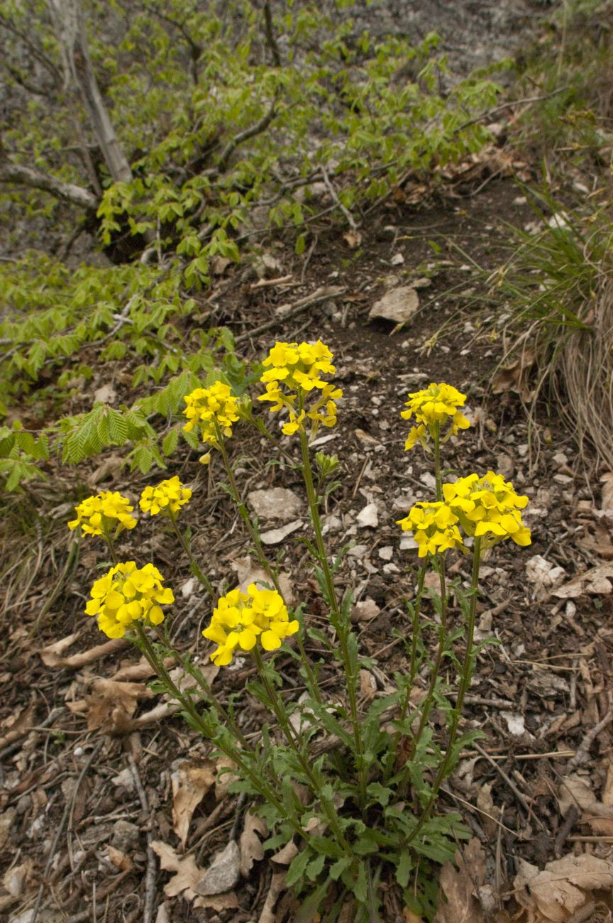 Image of Erysimum cuspidatum specimen.