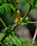 Caesalpinia bonduc. Часть побега и соцветие. Малайзия, о-в Калимантан, национальный парк Бако, опушка прибрежного леса. 09.05.2017.